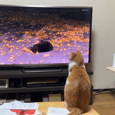 保護猫のちくわ♂を愛するおじさん。車好きでMAZDA CX-30→CX-5XDスポーツアピアランスAWD→CX-60ExclusiveSports→CX-80ExclusiveSports