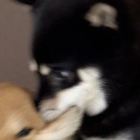 おにぎりコロコロのすけ💫 (@cluv142) 's Twitter Profile