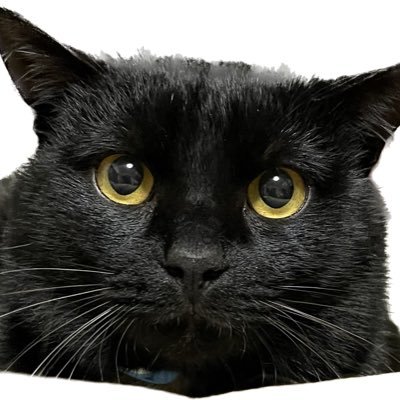 猫です。オスです。黒いです。音楽活動用のアカウントもあります。まだ始めたばかりですのでえ暇があれば見てください🎤@magurobatake8