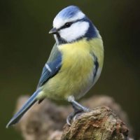 ML Balança #DDF 🇪🇺 🇫🇷 🇺🇦 🇮🇱 🐱 (@lauremarie15197) 's Twitter Profile Photo