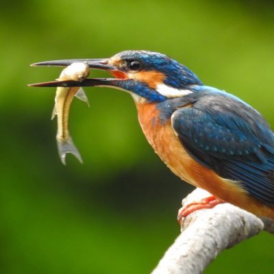 ProtonKudryavka's profile picture. ぬいの民。鉄道とか野鳥とか艦艇とか風景撮る人。あと鯉人。趣味で石集めてますが、パワー云々は考えない人。20↑。投資だの出会いだのは、即ブロ解