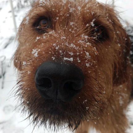 Ich bin's, das Lausi vom Zwergenkönig! Ich bin ein Jagdhund und meistens brav, aber auch oft ein richtig Wildes Wauzi!