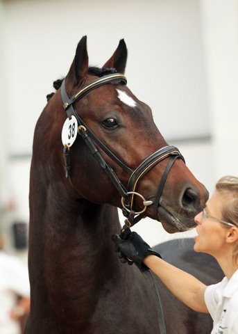 Home of show jumping stallion Lauriston & his exciting son Land Star.  Breeding quality sports horses & ponies combining the best European bloodlines.