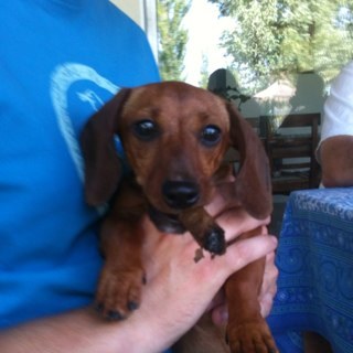 BertaSalchicha's profile picture. Tirapiedras de Saavedra. Brasicorti. Stalker, salchicher, Smoker