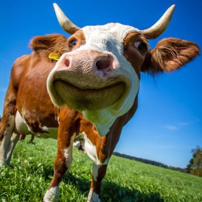 🐄 Life is better with cows 🤝
🙌 Cows are incredibly cute 🐄
🐄 Cow kisses are the best ❤️
❤️To See Daily Cow Shows 😘
