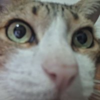 desabafos de um fudido (@tomazelilino) 's Twitter Profile