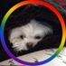 z (@zzcheble) Twitter profile photo z (@zzcheble) Twitter profile photo