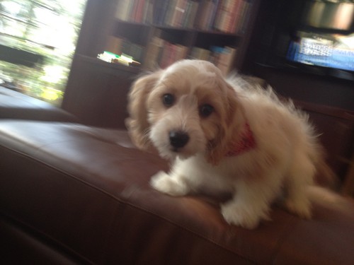 FetchingLove's profile picture. Love stories of people brought together by their pups.