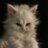 Delff__i's profile image