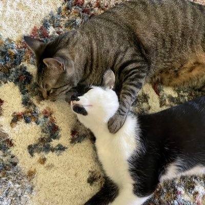 Tweeter of Chevy and Argy Loomerson. 2021 graduates of the Kitten Academy. Tweets are from us, not the human living with us.