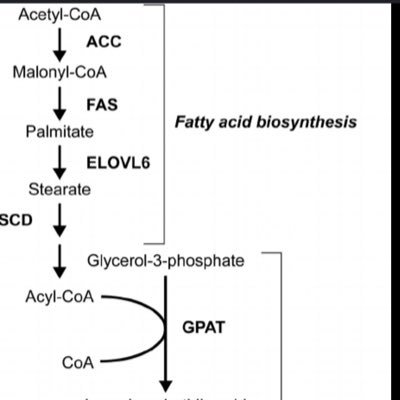 acetyl CoA