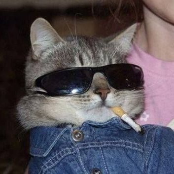 ChicaneView's profile picture. I'm just a cat who likes cars and morning cigs.