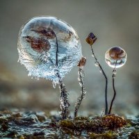 Mimosa⏚😷🇵🇸 (@mimosa_mimosa1) 's Twitter Profile Photo Mimosa⏚😷🇵🇸 (@mimosa_mimosa1) 's Twitter Profile Photo
