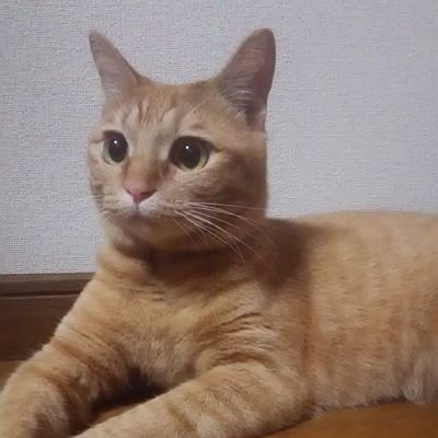 愛玩動物飼養管理士1級・1級土木施工管理技士/家族５人🐱モカ､チカ､タキ +天国支部にクロ😽なつみ😻音楽🎶R＆B.Fusion.AOR💕美味しい物🐱藤井風くん💕 SkoopOnSomebody HO−HEY REJOIN後再燃🔥Neighbors Complain😘ウルトラ寿司ふぁいやー🍣倉敷市🏡