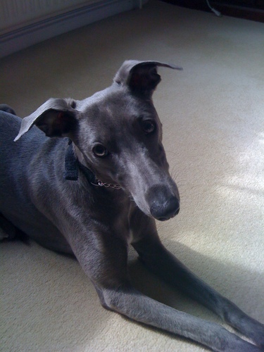 I am the cutest Whippet in the World!!!!!!!!!!!!!!!!!!!!!