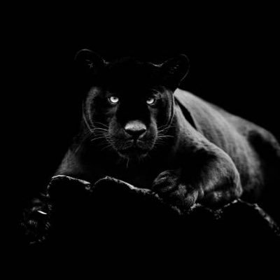 David35King's profile picture. 