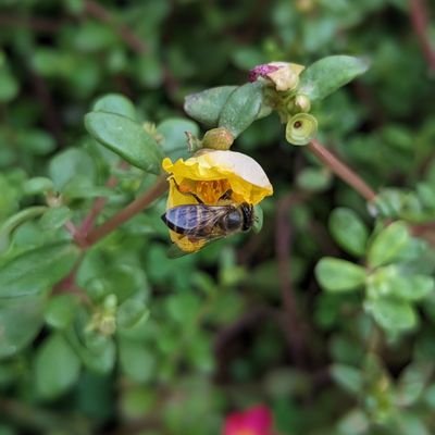 SiyaRajore's profile picture. 