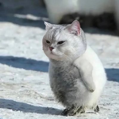 AI developer and entrepreneur