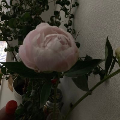 1dwaaaa's profile picture. 空が綺麗ですね。