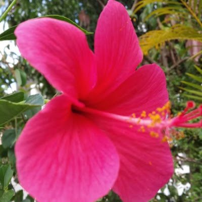 pratilipikusuma's profile picture. 