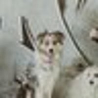 Omeir55 (@omeir55146852) 's Twitter Profile