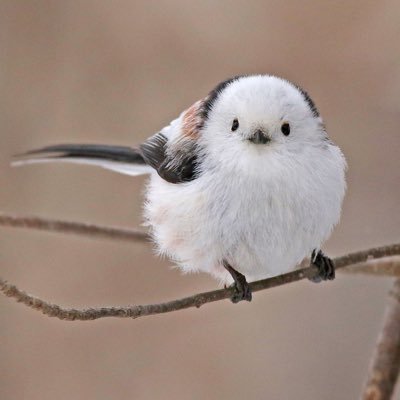 蒼色白うさぎさんのプロフィール画像