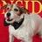 Uggie_TheArtist's profile image