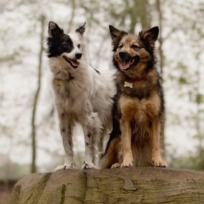 Fluffy perfection. 2 amigos causing havoc for our hoomans. Two Romanian rescues who love socks 🧦 and border collie Sam now sadly passed 🌈🌈