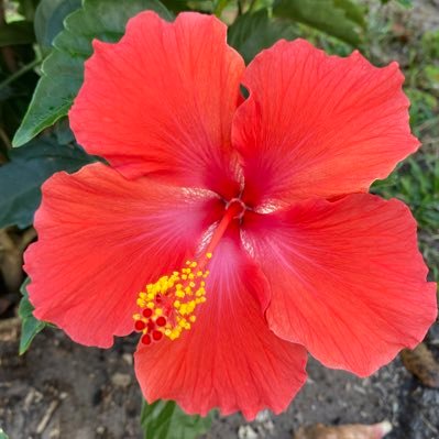 AC70814313's profile picture. legal immigrant, naturalized citizen, wife of purple heart veteran.