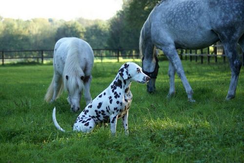 Arabische paarden, Mensport, Spikkels, Dalmaat, Veterinair, Paardensportmassage