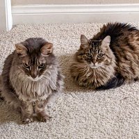 shao (@autumnfootfalls) 's Twitter Profile