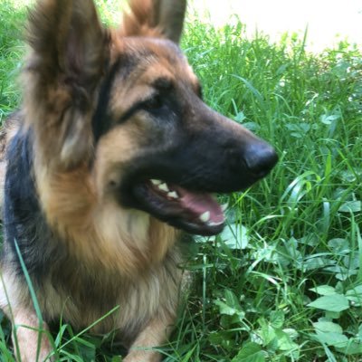 Alf653802455012's profile picture. 