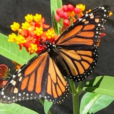 LVanPatriotMom's profile picture. 