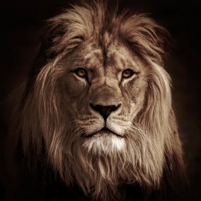 Nanasquish's profile picture. ✝️Christ is King✝️ 🇺🇸 ULTRA MAGA❤️ Daughter to the most high🙌🏼 Grandma to 2 Princesses🥰 #MAHA