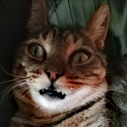 JeritoColon's profile picture. Raza 🐟 COLON ES MI VIDA♥🖤