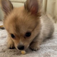 ポメチーここ (@coco_pomomechi) 's Twitter Profile
