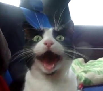 darkheartedrose's profile picture. (they/he)
Published essayist: Outside In, Outside In Takes a Stab.
Co-host: @LOTRMinute & @TDCPod.
Exec Producer: @GeekByNight.
Resident Cass: @DuelingGenre