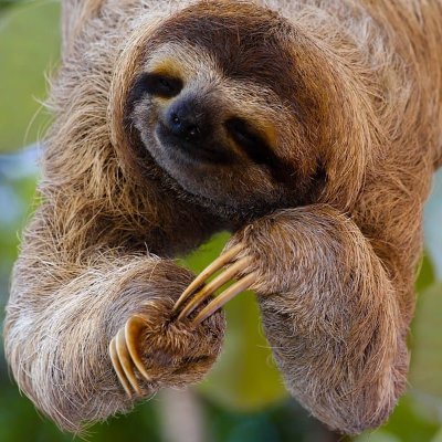 LilTazTC's profile picture. American born patriot, country living, nature, animals, music, tattoos, and motorcycles.
SLOTHS
Former Arizona LEO
Back The Blue
TRUMP 2016, 2020, 2024