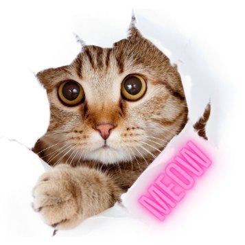 KittyCatz.com - The Cat Blog!