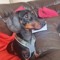 ydnam (@dizzymabil) 's Twitter Profile