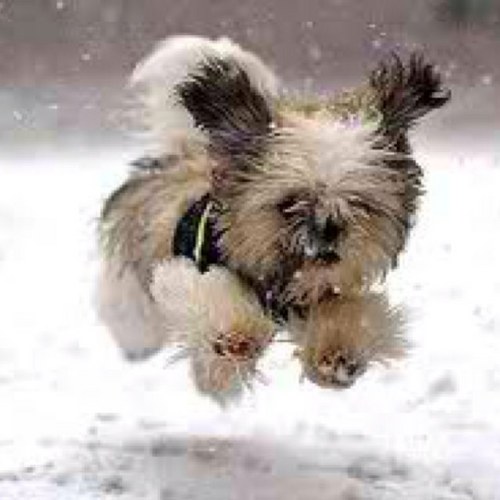 LittleDogProbs's profile picture. little bit sweet and a whole lotta trouble