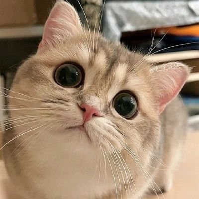 SecachiscoSpicy's profile picture. Jst a simple nd fun luvn gal.