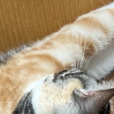 free_sy_f's profile picture. オタクの子持ち（1人）アラフォー母です。
アニメ、マンガ、ゲーム好きでコスプレイヤー（男装）

コロナ禍で正社員退職、在宅フリーランスと在宅バイトでようやく脱扶養。
モラハラ経済DVなどあり別居中。弁護士にシェルターを勧められるも、自治体に拒否されて色々と宙ぶらりん。
実家は近いが頼れない。疎遠。