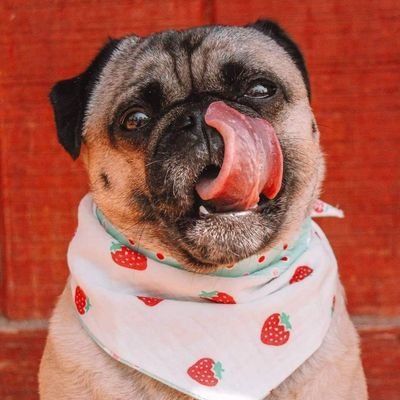 🌸The Official Petunia the Pug Twitter!🌸
 𝓡𝓪𝔀 𝓕𝓮𝓭 𝓟𝓻𝓲𝓷𝓬𝓮𝓼𝓼  
𝕊𝕟𝕒𝕔𝕦𝕦𝕞 / ℂ𝕠𝕠𝕜𝕚𝕖 𝕎𝕠𝕠𝕜𝕚𝕖
Instagram, FB, TikTok,Tumblr @petuniapuggo