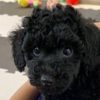 KenKen🐶 (@k4k44444) Twitter profile photo