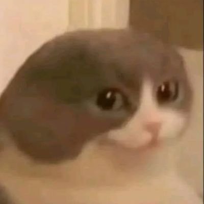 glmzuo's profile picture. weird cats