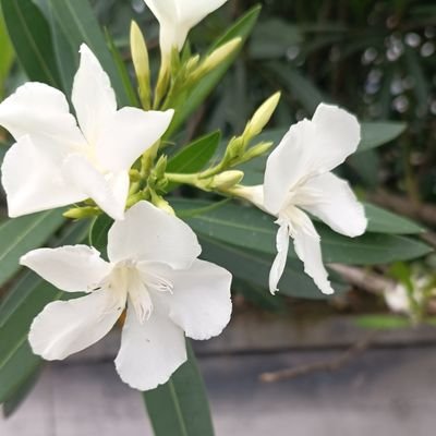 lx70125's profile picture. 