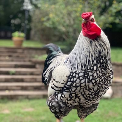 A Clucking Good Time! ™️🐔Daily chicken tweets of Frankie the Roo & his Funny Flock🐔 Find us on all socials!