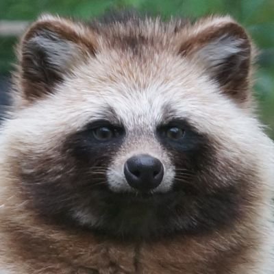 猫が大好きで、野良猫やサクラ猫に癒されてます。まれにアライグマが遊びに来ます。