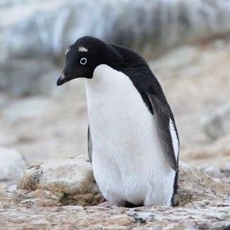 20歳以上